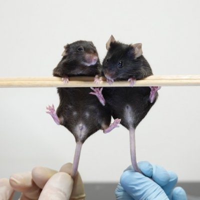 Left, XY mouse lacking Sry-T, that developed as female. Right, XX mouse carrying Sry-T transgene, that developed as male.